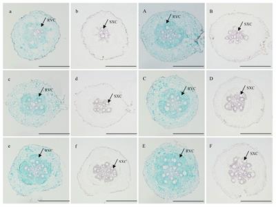 Effect of potassium fertilization on storage root number, yield, and appearance quality of sweet potato (Ipomoea batatas L.)